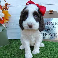 Sage F1 Sproodle, a female Springer Doodle for sale in Springfield, AR – Photo 2 of 9