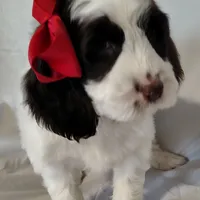 Sage F1 Sproodle, a female Springer Doodle for sale in Springfield, AR – Photo 1 of 9