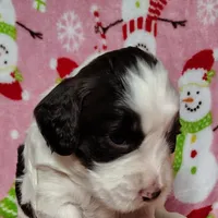 Sage F1 Sproodle, a female Springer Doodle for sale in Springfield, AR – Photo 6 of 9