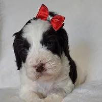 Sage F1 Sproodle, a female Springer Doodle for sale in Springfield, AR – Photo 7 of 9