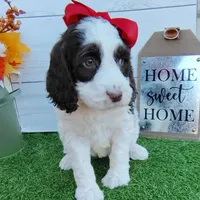 Sage F1 Sproodle, a female Springer Doodle for sale in Springfield, AR – Photo 4 of 9