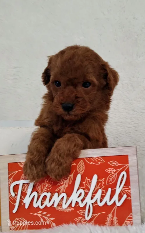Cody f1b mini goldendoodle – Miniature Goldendoodle puppy for sale in Springfield, AR