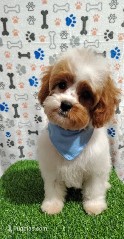 Trevor F1 Cavapoo – Cavapoo puppy for sale in Springfield, AR