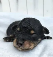 Shadow F1 mini Aussiedoodle, a male Miniature Aussiedoodle for sale in Springfield, AR – 5 of 6