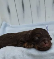 Brownie F1 mini Aussiedoodle, a female Miniature Aussiedoodle for sale in Springfield, AR – 4 of 6