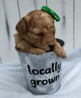 Navy F1B mini goldendoodle, a female Miniature Goldendoodle for sale in Springfield, AR – 3 of 5