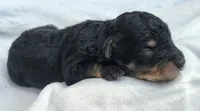 Shadow F1 mini Aussiedoodle, a male Miniature Aussiedoodle for sale in Springfield, AR – 4 of 6