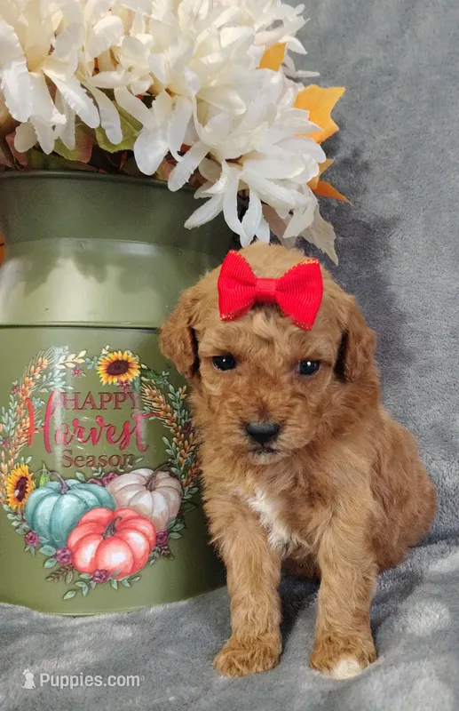 Coco F1B mini goldendoodle – Miniature Goldendoodle puppy for sale in Springfield, AR
