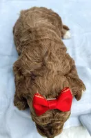 Coco F1B mini goldendoodle, a female Miniature Goldendoodle for sale in Springfield, AR – 3 of 4