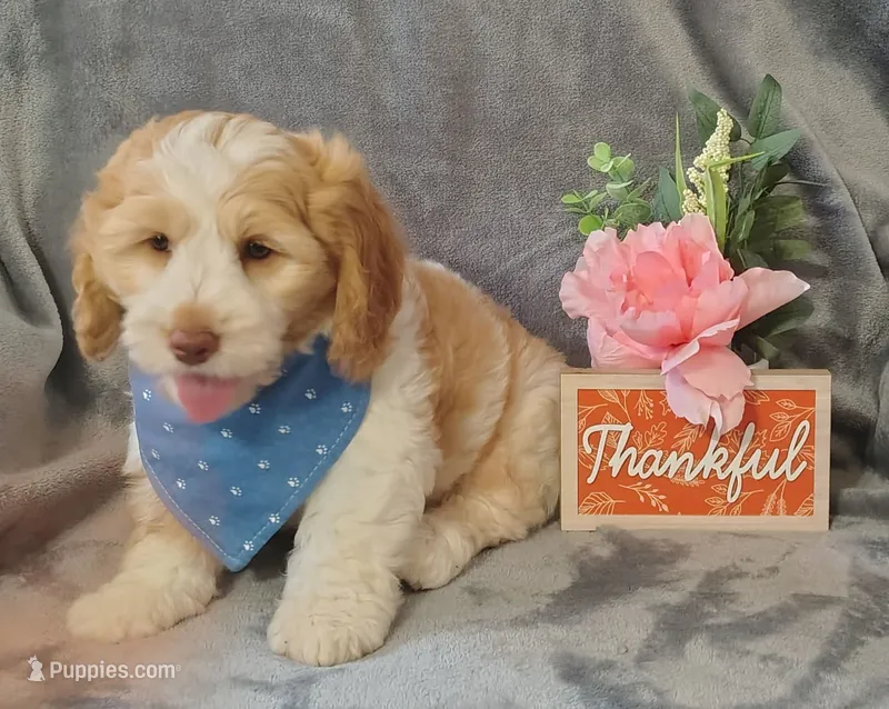 Sampson F1 Sproodle – Springer Doodle puppy for sale in Springfield, AR