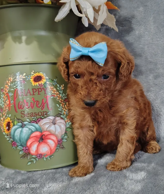 Cinnamon F1B mini goldendoodle – Miniature Goldendoodle puppy for sale in Springfield, AR