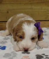 Rae F1 Sproodle, a female Springer Doodle for sale in Springfield, AR – 2 of 3