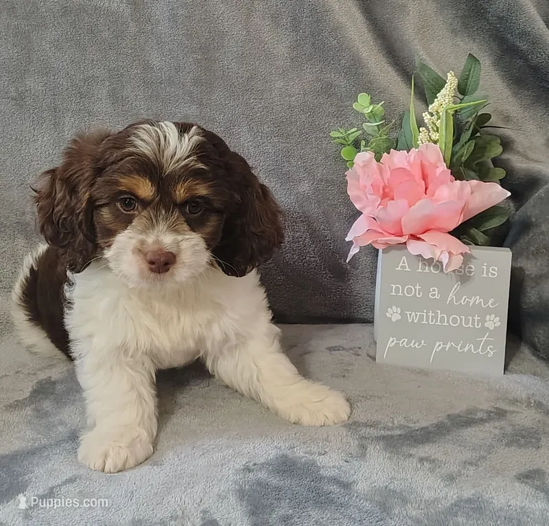 Leo F1 Mini Sproodle – Springer Doodle puppy for sale in Springfield, AR