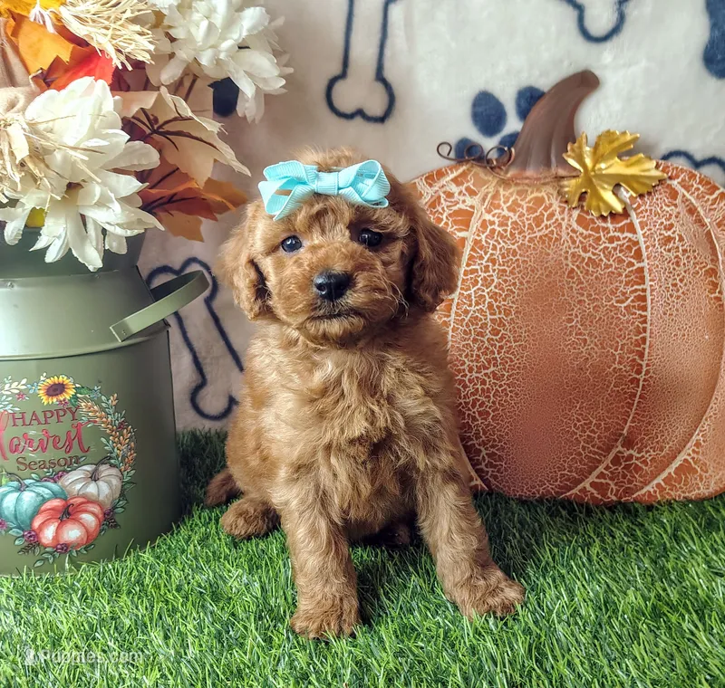 Joy F1B mini goldendoodle – Miniature Goldendoodle puppy for sale in Springfield, AR