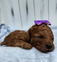 Joy F1B mini goldendoodle, a female Miniature Goldendoodle for sale in Springfield, AR – 6 of 6