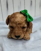 Navy F1B mini goldendoodle, a female Miniature Goldendoodle for sale in Springfield, AR – 2 of 5