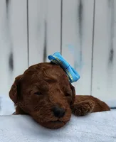 Cinnamon F1B mini goldendoodle, a female Miniature Goldendoodle for sale in Springfield, AR – 2 of 5