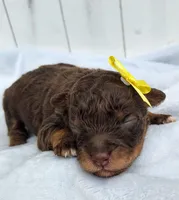 Penny F1 mini Aussiedoodle, a female Miniature Aussiedoodle for sale in Springfield, AR – 1 of 5
