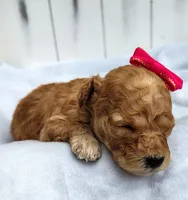 Sugar F1B mini goldendoodle, a female Miniature Goldendoodle for sale in Springfield, AR – 3 of 4