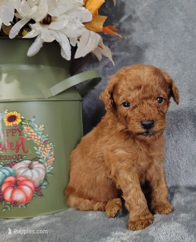 Cody f1b mini goldendoodle – Miniature Goldendoodle puppy for sale in Springfield, AR