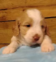 Sampson F1 Sproodle, a male Springer Doodle for sale in Springfield, AR – 1 of 3