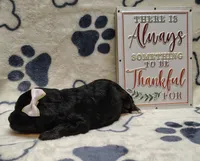 Midnight F1 cavapoo, a female Cavapoo for sale in Springfield, AR – 2 of 5