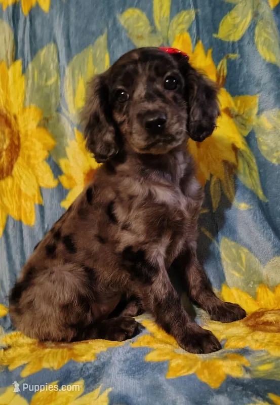 Angel F1b mini cockapoo – Cockapoo puppy for sale in Springfield, AR