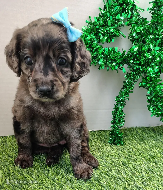 Angel F1b mini cockapoo