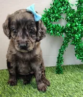 Angel F1b mini cockapoo, a female Cockapoo for sale in Springfield, AR – Photo 1 of 3