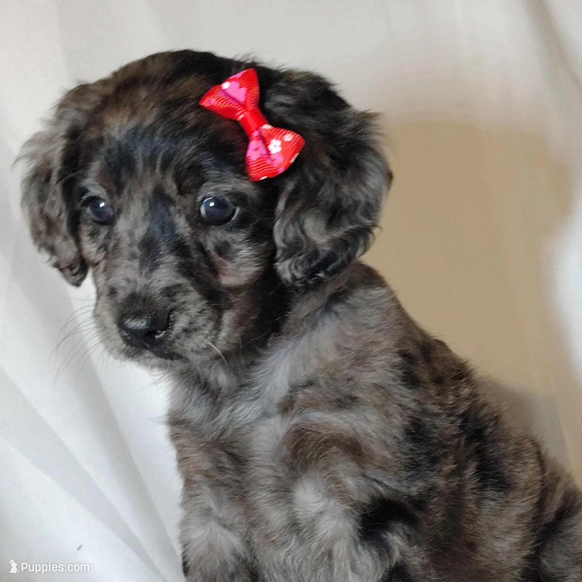 Angel F1b mini cockapoo – Cockapoo puppy for sale in Springfield, AR