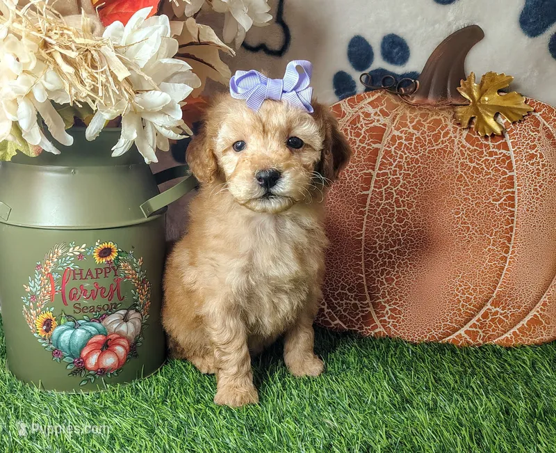 Navy F1B mini goldendoodle – Miniature Goldendoodle puppy for sale in Springfield, AR