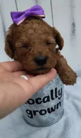 Joy F1B mini goldendoodle, a female Miniature Goldendoodle for sale in Springfield, AR – 4 of 6