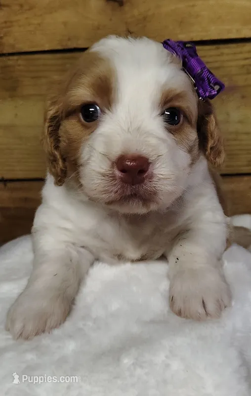 Rae F1 Sproodle – Springer Doodle puppy for sale in Springfield, AR