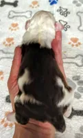 Journey F1b Toy Aussiedoodle, a female Aussiedoodle for sale in Springfield, AR – 3 of 3