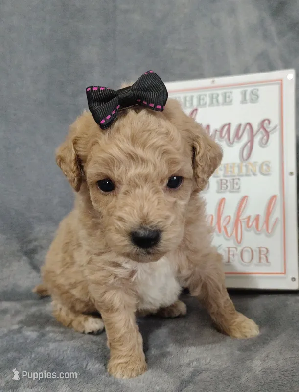 Elsie F1B mini goldendoodle – Miniature Goldendoodle puppy for sale in Springfield, AR