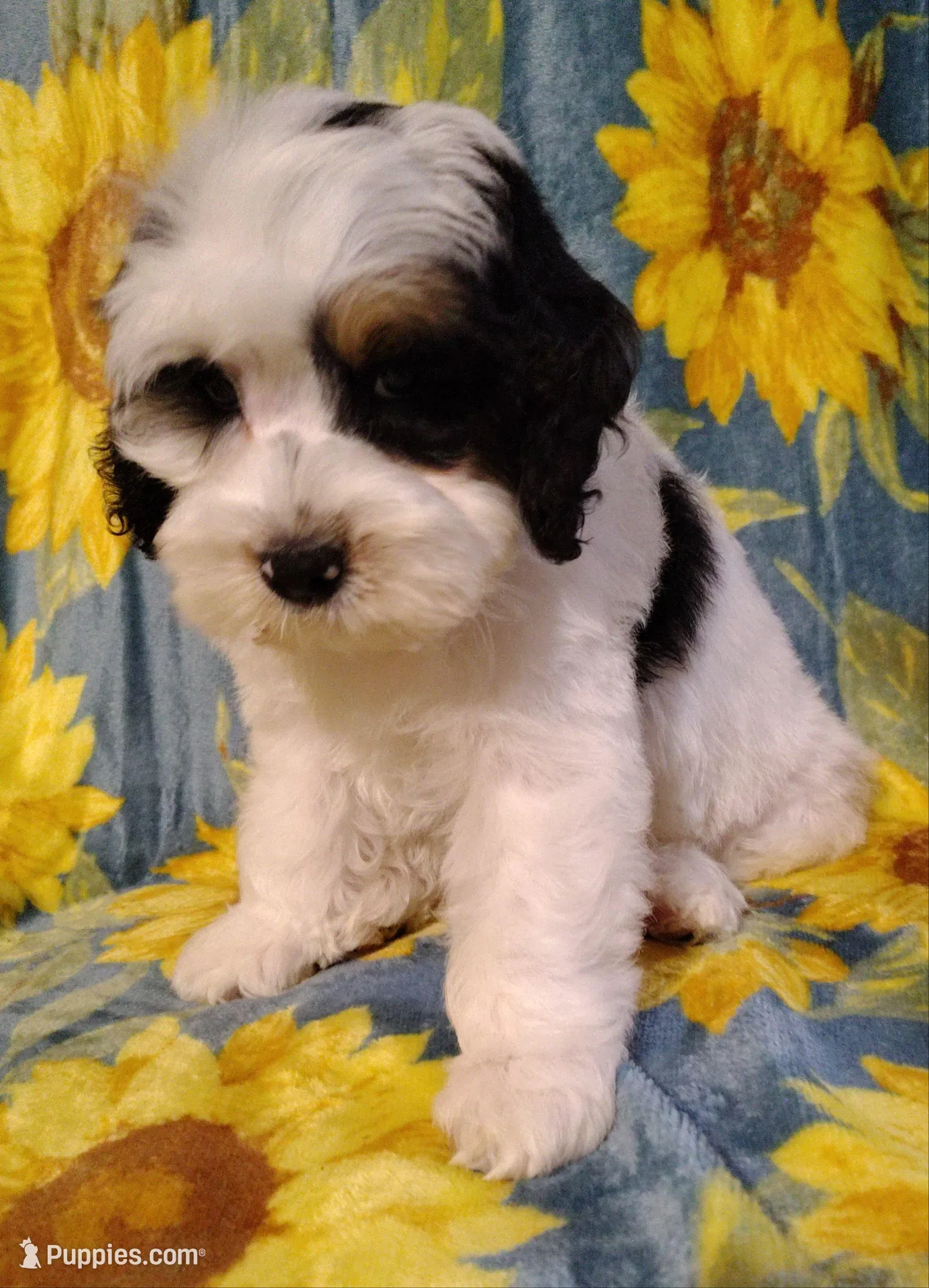 Titan F1b mini cockapoo , a male Cockapoo for sale in Springfield, AR – Photo 4 of 10
