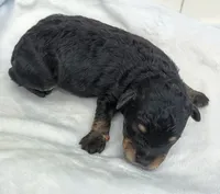Shadow F1 mini Aussiedoodle, a male Miniature Aussiedoodle for sale in Springfield, AR – 6 of 6
