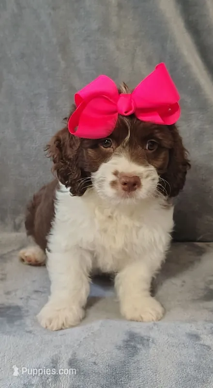 Kate F1 Sproodle – Springer Doodle puppy for sale in Springfield, AR