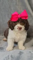 Kate F1 Sproodle, a female Springer Doodle for sale in Springfield, AR – 1 of 7