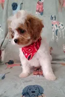 Trevor F1 Cavapoo , a male Cavapoo for sale in Springfield, AR – 2 of 10