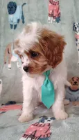 Trevor F1 Cavapoo , a male Cavapoo for sale in Springfield, AR – 1 of 10