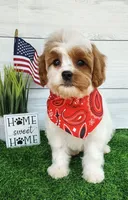 Trevor F1 Cavapoo , a male Cavapoo for sale in Springfield, AR – 2 of 10