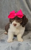 Kate F1 Sproodle, a female Springer Doodle for sale in Springfield, AR – 2 of 7