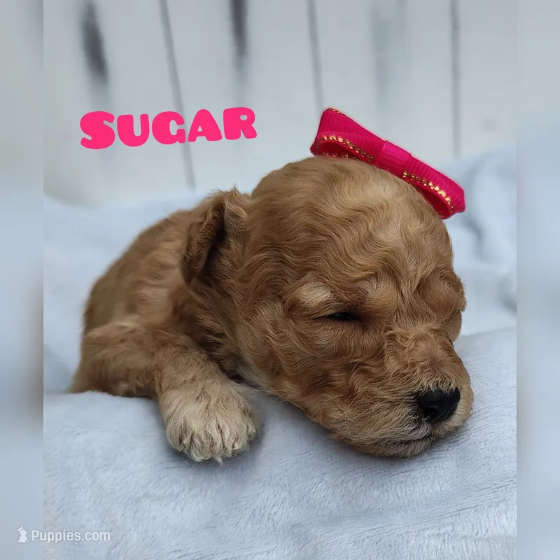 Sugar F1B mini goldendoodle – Miniature Goldendoodle puppy for sale in Springfield, AR