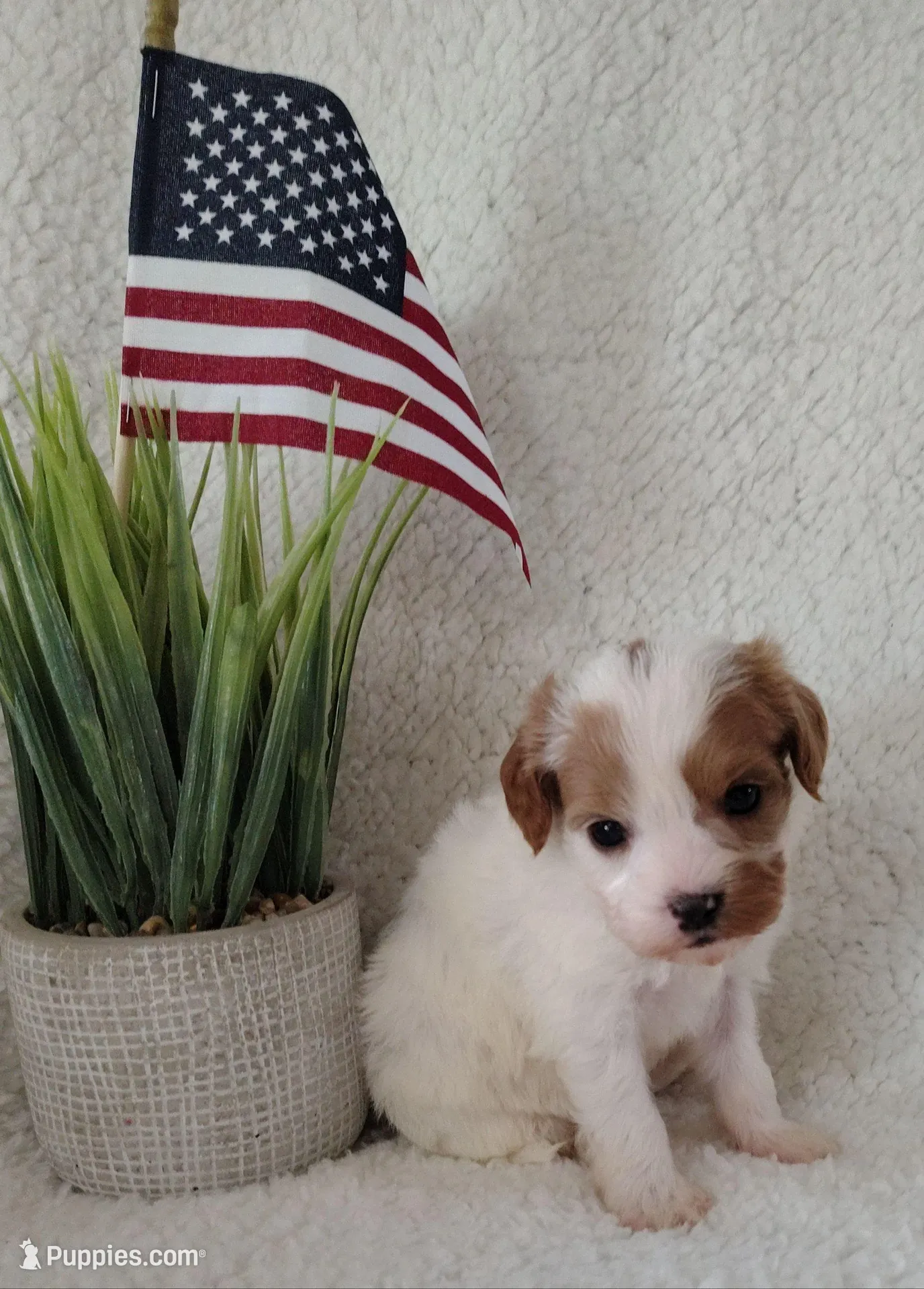 Trevor F1 Cockapoo, a male Cavapoo for sale in Springfield, AR – Photo 2 of 3