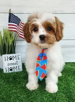 Trevor F1 Cavapoo , a male Cavapoo for sale in Springfield, AR – 3 of 10