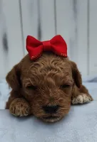 Coco F1B mini goldendoodle, a female Miniature Goldendoodle for sale in Springfield, AR – 2 of 4