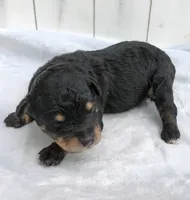 Shadow F1 mini Aussiedoodle, a male Miniature Aussiedoodle for sale in Springfield, AR – 2 of 6
