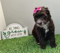 Cora F1b mini cockapoo , a female Cockapoo for sale in Springfield, AR – Photo 2 of 4