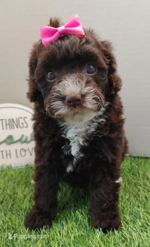 Cora F1b mini cockapoo 